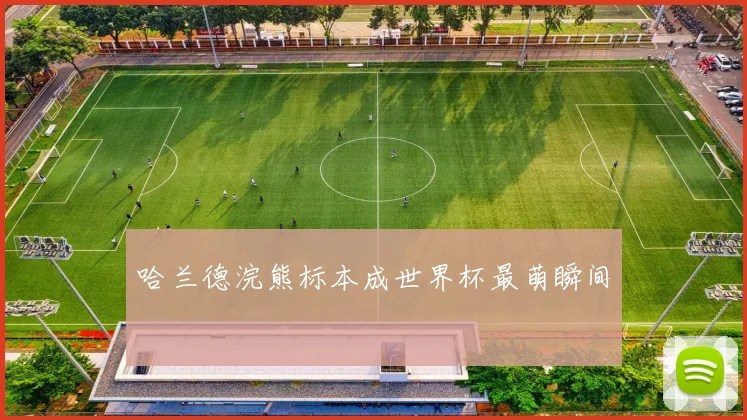 哈兰德浣熊标本成世界杯最萌瞬间